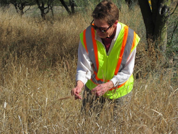 Buffelgrass on west side of Tucson